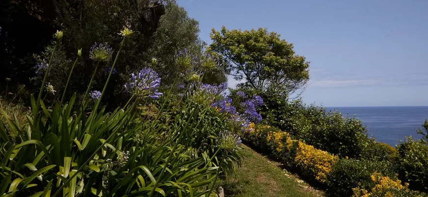 Vegetación del bosque de Fonte Baxa en Luarca, Asturias
