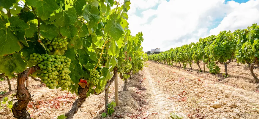 Viñedos en Évora, Portugal, con racimos verdes bajo el sol del Alentejo.