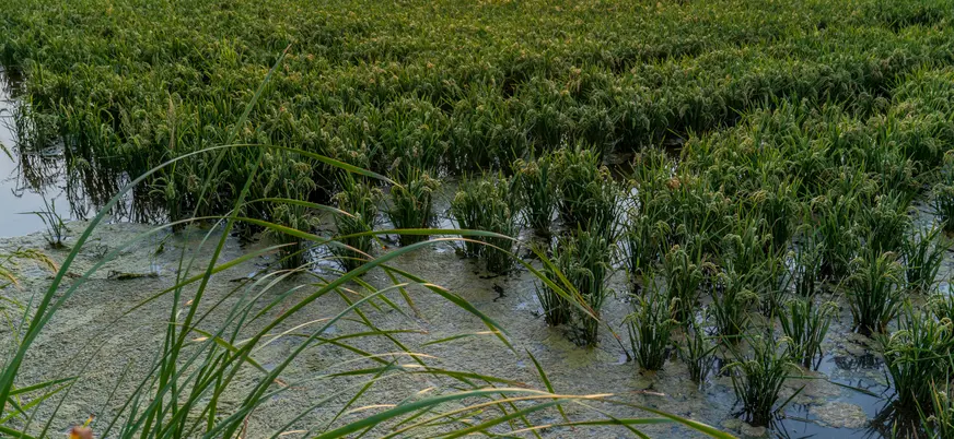 Arrozales al atardecer en el Parque Natural de la Albufera de Valencia