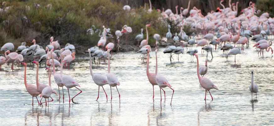 Flamencos en el Parque Natural de la Albufera de Valencia