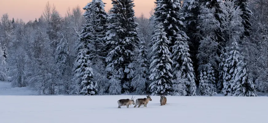 Tres renos caminando sobre nieve en un paisaje invernal rodeado de altos árboles cubiertos de nieve, al amanecer en la región ártica."