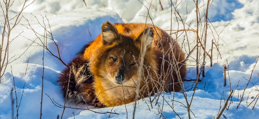 Zorro rojo descansando sobre nieve en un paisaje invernal, rodeado de ramas secas, en su hábitat natural del Ártico.