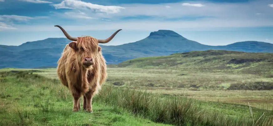 Vaca de las tierras altas en el campo, con su característico pelaje largo.