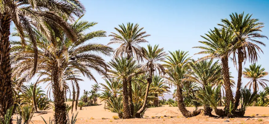 Paisaje del Palmeral de Marrakech con palmeras y terreno desértico