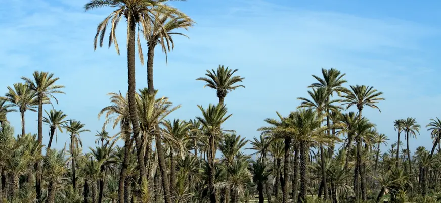 Palmeral de Marrakech durante paseo en camello, paisaje natural de Marruecos