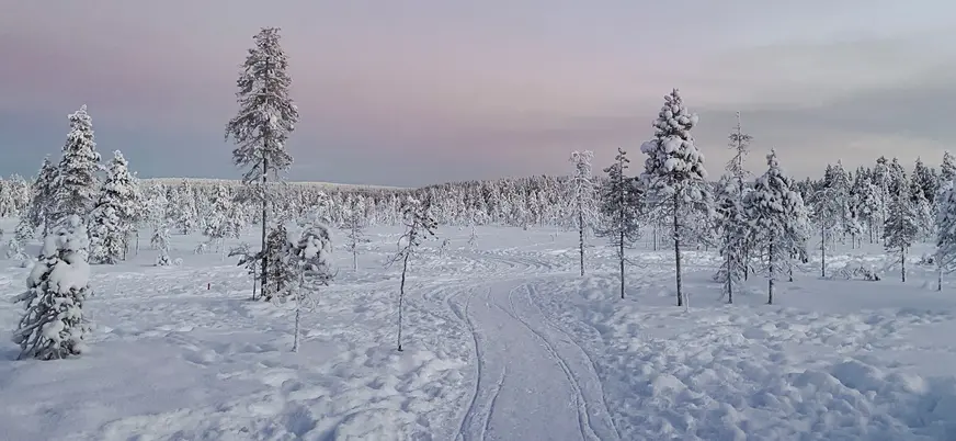 Sendero nevado que atraviesa un bosque de árboles cubiertos de nieve, bajo un cielo claro con tonos rosados y azules.
