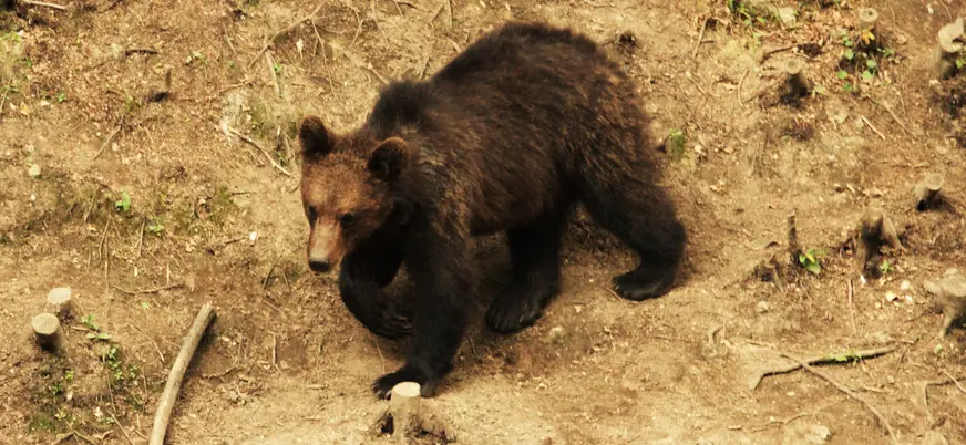 Oso visto de cerca mientras pasea por el entorno en esta actividad indicada para observarlos en su hábitat natural en Rumanía.