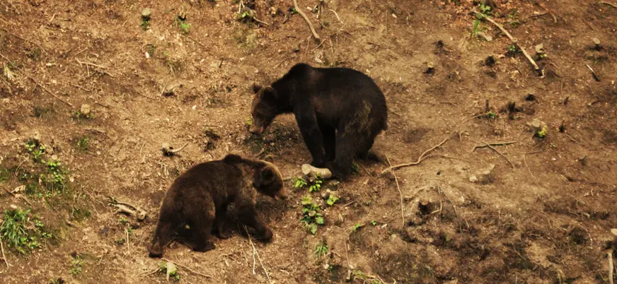 Una pareja de ursus arctos vista desde el refugio elegido para la observación de animales.
