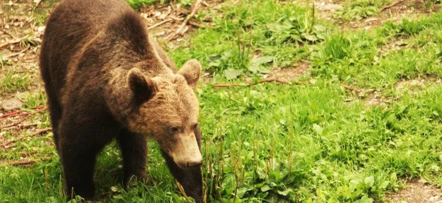 Oso pardo con pelaje marrón camina por los prados de los Cárpatos rumanos.