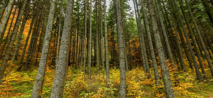 Pasearás entre árboles durante la excursión al lago Santa Ana en Rumanía.