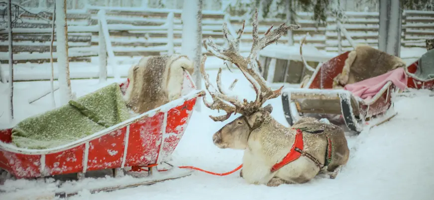 Renos descansando junto a su trineo en el pueblo de Papá Noel.