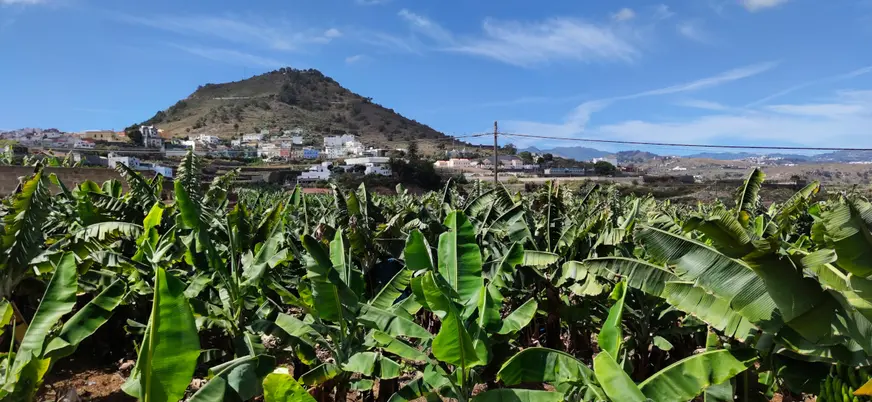 Pasaremos por Arucas y veremos las amplias plantaciones de plátanos.