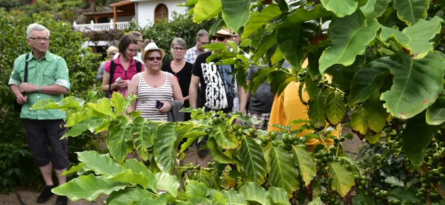 En Agaete veremos las plantaciones de un cafetal canario.