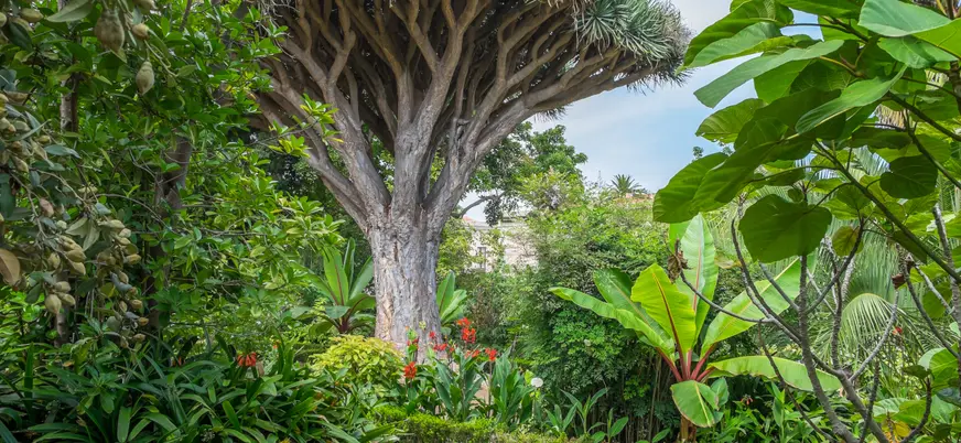Detalle vegetal de la Hijuela del Botánico en La Orotava.
