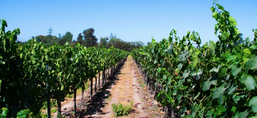 Tendrás la oportunidad de recorrer las diferentes cepas durante la visita guiada.