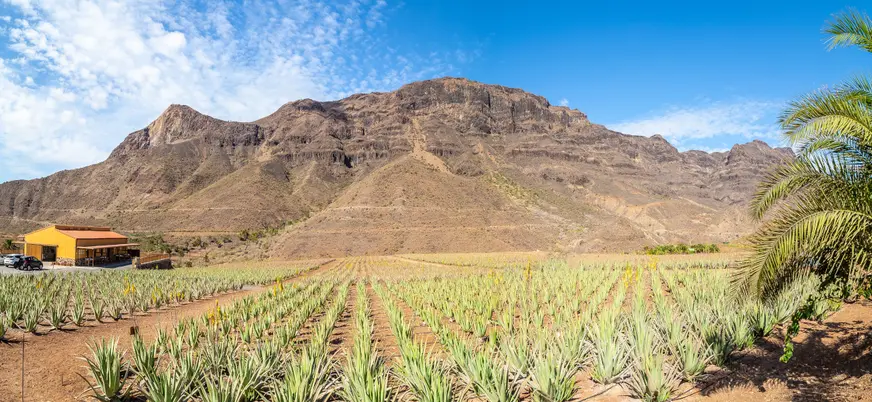 Plantación de aloe vera en Gran Canaria, uno de los tesoros naturales de los que presume la isla en su terreno.