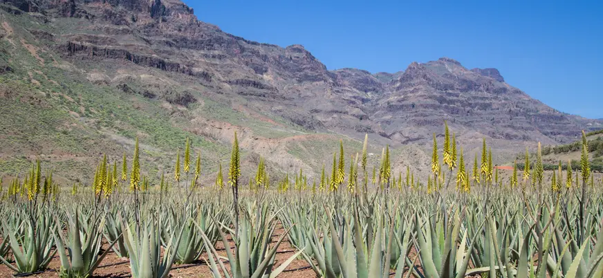 Plantación de aloe vera en Gran Canaria, uno de los recursos naturales más importantes de la isla.