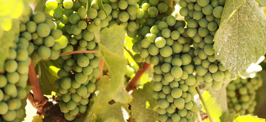 Las uvas serán las protagonistas durante toda la jornada.