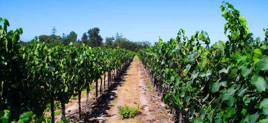 Plantación de viñas Chardonay Cabernet en la Viña Undurraga.