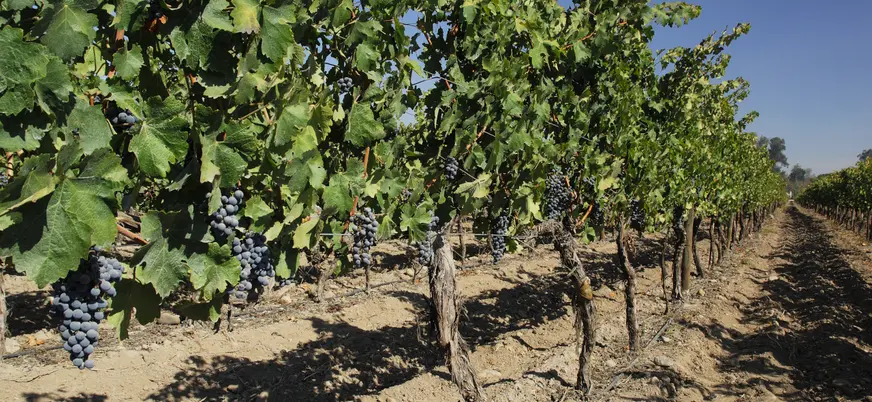 En la visita guiada te explicarán más detalles sobre el proceso de recolección.