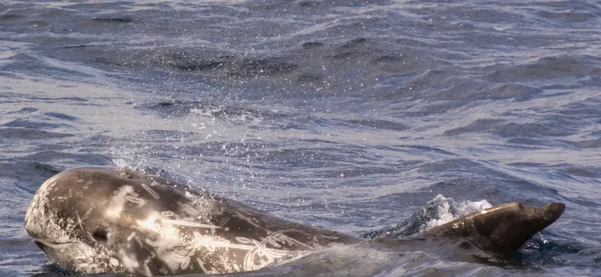 Ballena nadando en Fuerteventura, uno de los cetáceos que podrás ver en esta actividad.