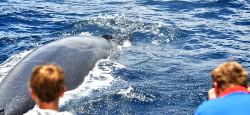 También está incluido el avistamiento de ballenas, otros de los animales que seguro te sorprenderán.