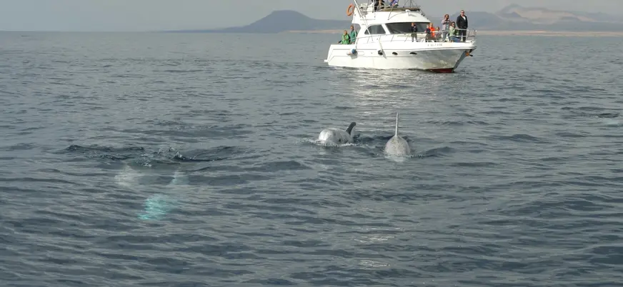 Calderones en las aguas de Corralejo en Fuerteventura.
