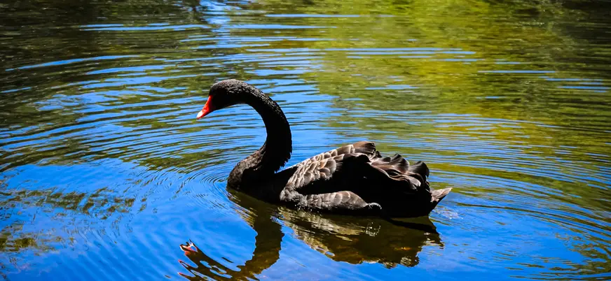 Cisne negro nadando en el parque de El Capricho.