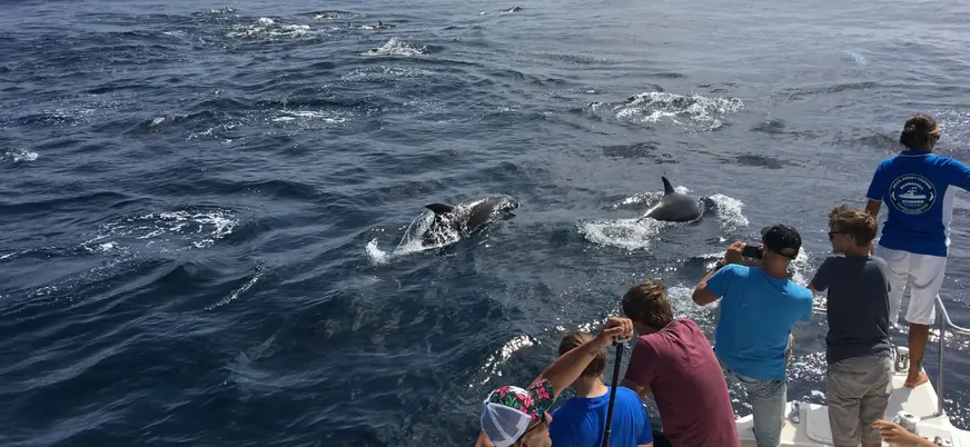 Avistamiento de delfines muy cerca de la embarcación y gente asomada para hacerle fotografías.