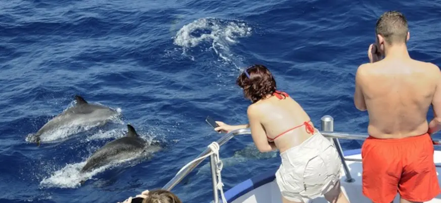 Desde la embarcación se pueden realizar fotografías de estos simpáticos animales.