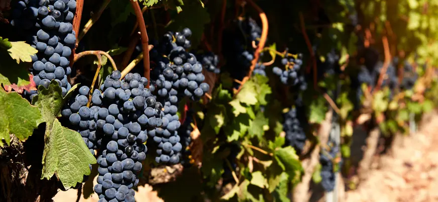 Racimos de uvas oscuras en un viñedo de local de la zona del Valle del Duero