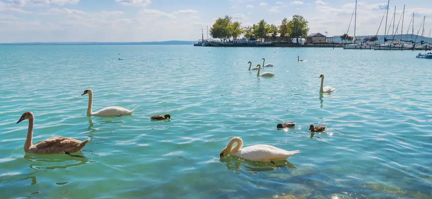 Después de visitar Balatonfüred, la ciudad con el balneario más antiguo en Hungría, pasearemos por el famoso paseo y daremos de comer a los cisnes.