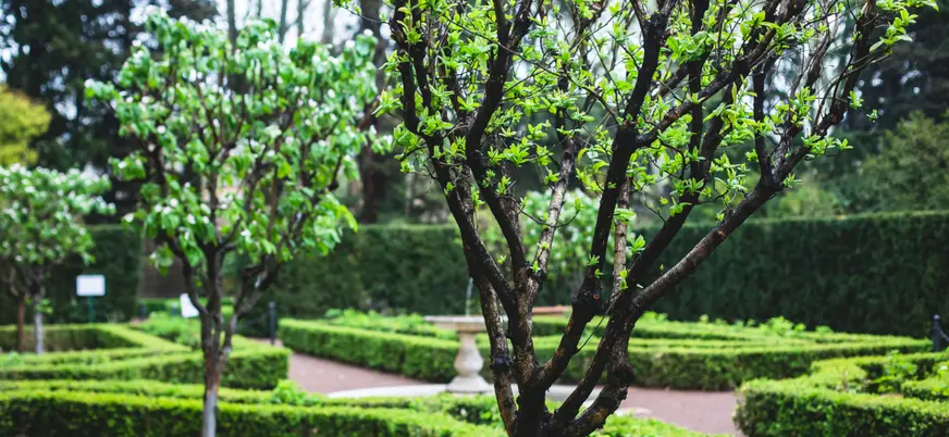 Vegetación en la villa Borghese, un deleite para los sentidos.