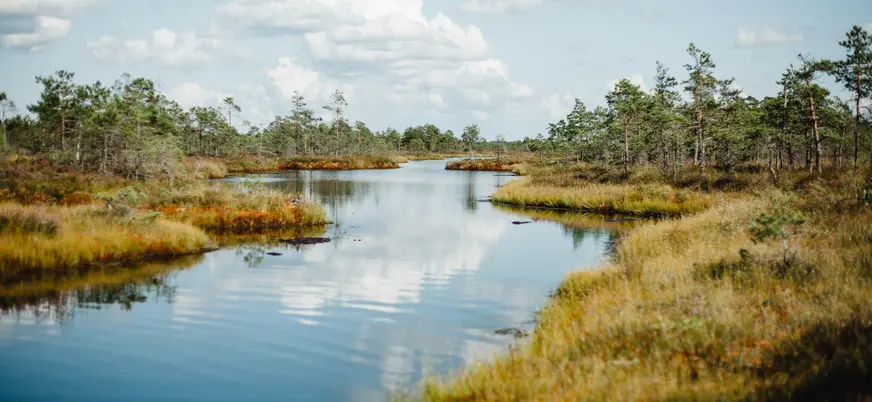 Los pozos y pantanos del Parque Nacional de Kemeri son parte fundamental de esta excursión desde Riga.