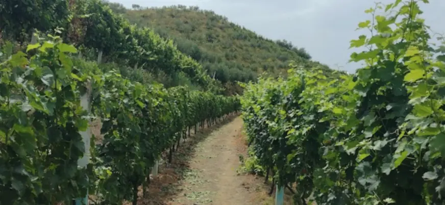 Viñedos cerca de Durres, de donde se obtienen los mejores vinos.
