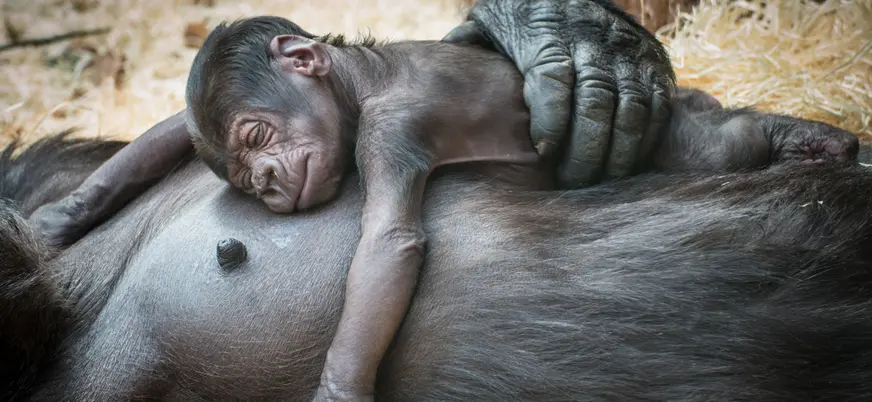 Primer plano de una cría de gorila durmiendo sobre su madre en el Zoo de Praga.