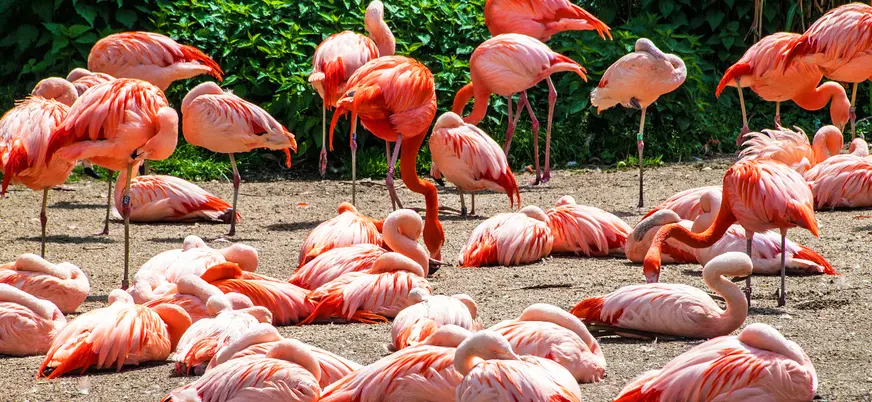Grupo de flamencos rosados ​​descansando y acicalándose en el Zoo de Praga.