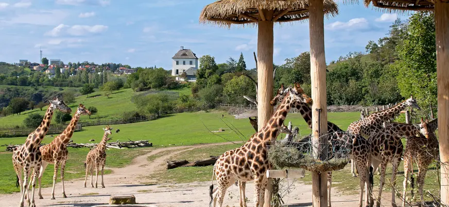 Las jirafas, los animales terrestres más altos, con cuellos largos para alcanzar hojas altas.