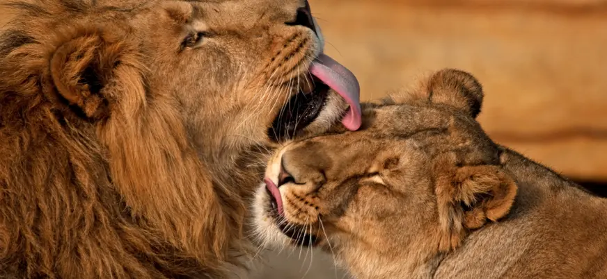 Dos leones acicalándose tiernamente en un hábitat del Zoo de Praga.