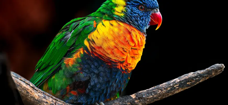 Loro Arcoíris con plumas brillantes en una rama en el Zoo de Praga.