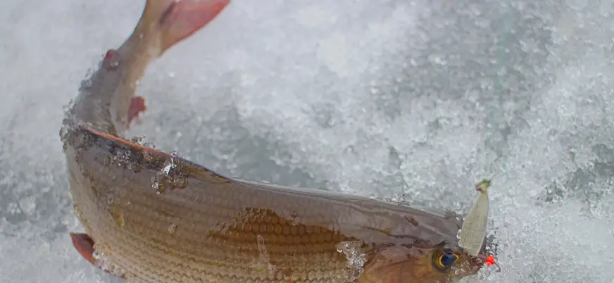 Pescado recién sacado del hielo en Rovaniemi, mostrando la recompensa de la pesca en el paisaje nevado.