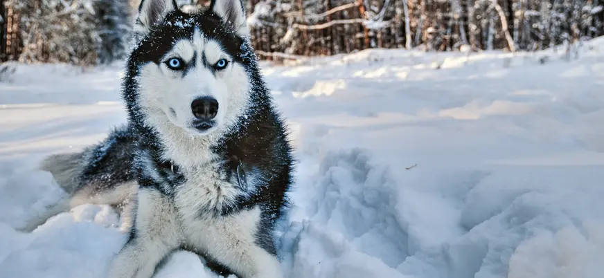 Mirada intensa y enérgica de un husky, listo para la aventura en el hielo de Laponia.