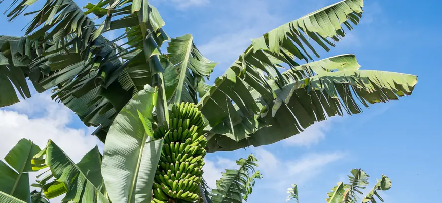 Planta del plátano y sus hojas en Arucas, Gran Canaria