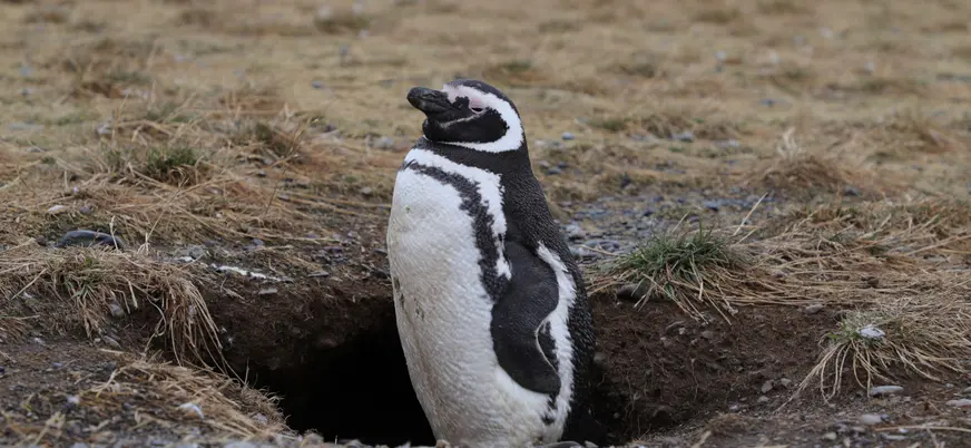 Pingüinos en la Península de la Magdalena, Santander