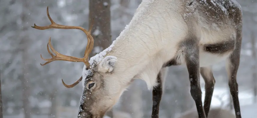 Primer plano de un reno.