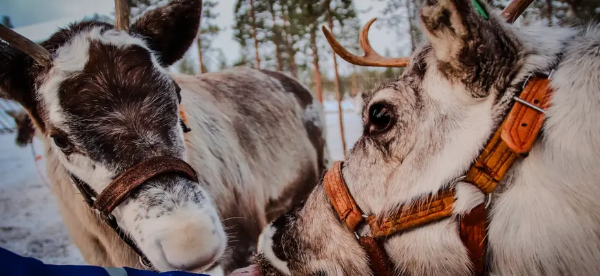 Dándole de comer a los renos en la granja.
