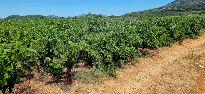 Los viñedos de Pelješac trepan por las colinas bañadas de sol, dando vida a los grandes vinos dálmatas.