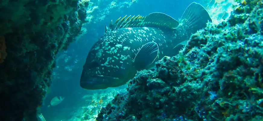Fauna marina que se esconde en el fondo del agua.