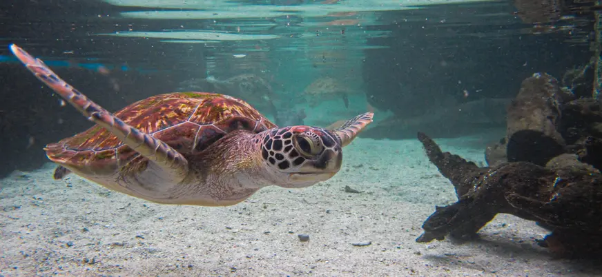 Fauna marina en el Parque Natural Corales de Rosario, Colombia