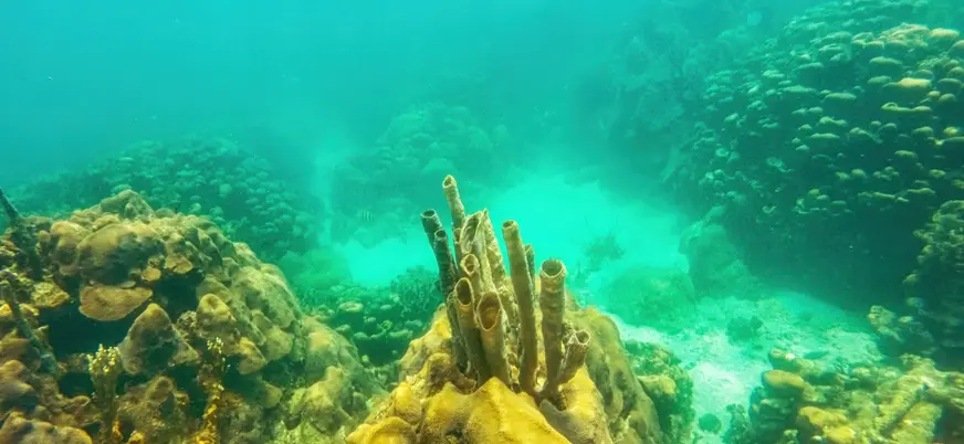 Banco de corales en el Parque Natural Corales de Rosario, Colombia